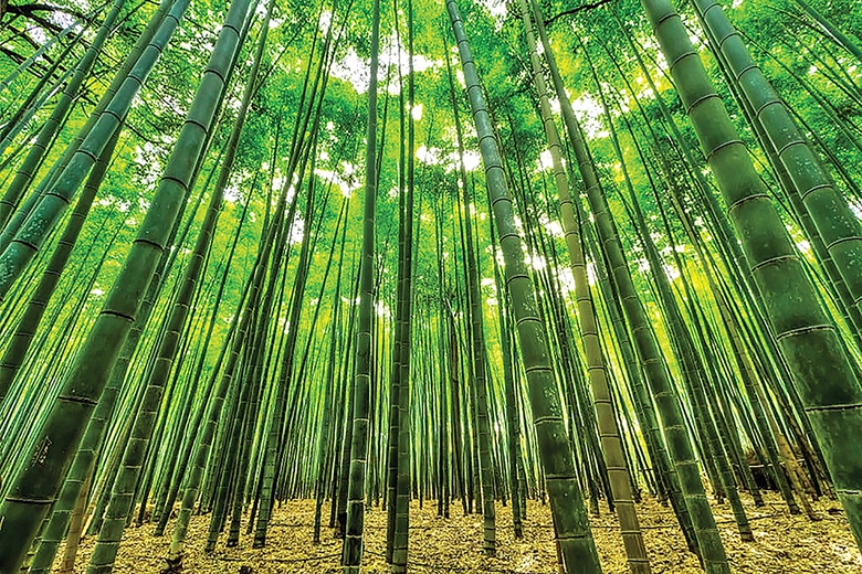 Biến cây tre thành vật liệu xây dựng “xanh”- Ảnh 3. Biến cây tre thành vật liệu xây dựng “xanh”- Ảnh 3.