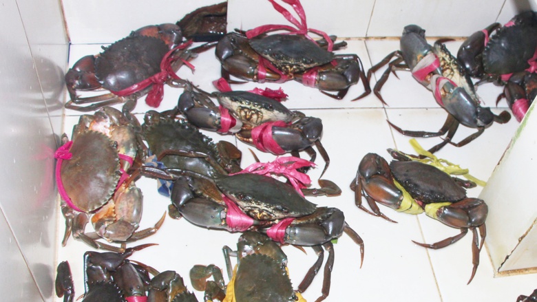 Nhiều hoạt động tại ng&agrave;y hội cua C&agrave; Mau lần 2, hứa hẹn h&uacute;t kh&aacute;ch du lịch- Ảnh 3.