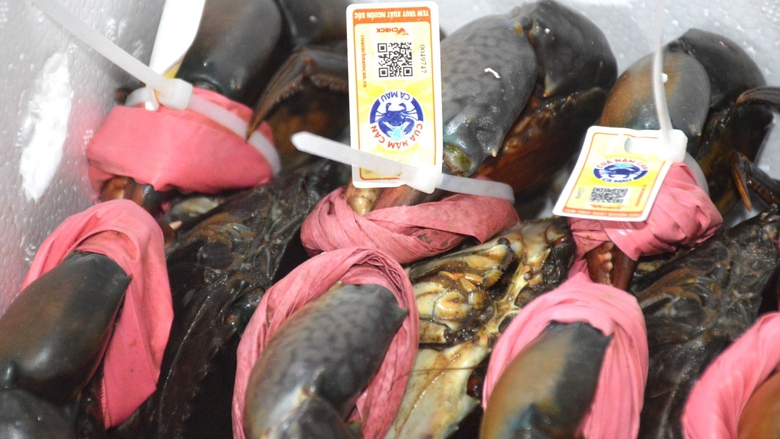 Nhiều hoạt động tại ng&agrave;y hội cua C&agrave; Mau lần 2, hứa hẹn h&uacute;t kh&aacute;ch du lịch- Ảnh 2.