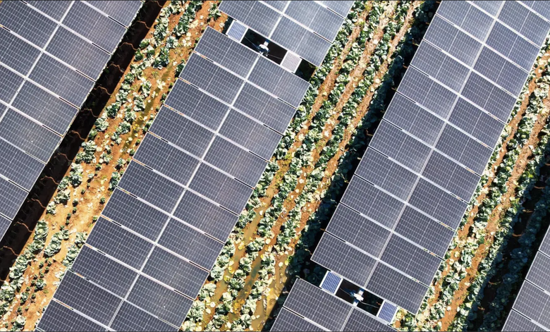 Phát hiện đáng kinh ngạc khi trồng cây dưới các tấm pin mặt trời- Ảnh 1. Phát hiện đáng kinh ngạc khi trồng cây dưới các tấm pin mặt trời- Ảnh 1.