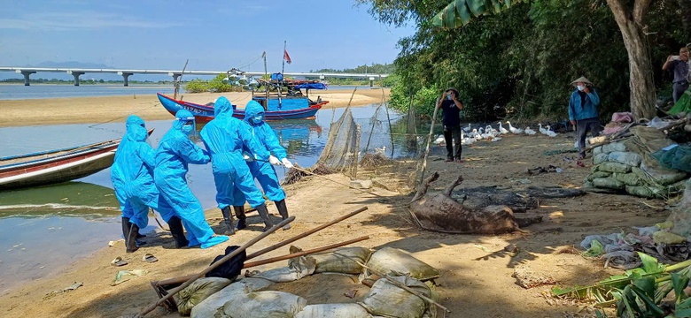 Quảng Ng&atilde;i: Một th&aacute;ng, ti&ecirc;u hủy gần 49.000 con lợn mắc dịch tả ch&acirc;u Phi- Ảnh 3.