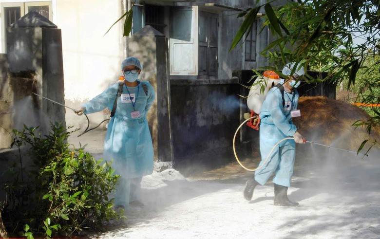 Huế: Tiêu hủy hơn 500 con lợn bị mắc dịch tả lợn châu Phi- Ảnh 2. Huế: Tiêu hủy hơn 500 con lợn bị mắc dịch tả lợn châu Phi- Ảnh 2.