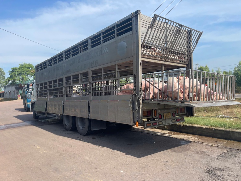 Gia Lai: Phát hiện xe tải chở 220 con heo nghi nhiễm dịch tả lợn châu Phi- Ảnh 1. Gia Lai: Phát hiện xe tải chở 220 con heo nghi nhiễm dịch tả lợn châu Phi- Ảnh 1.
