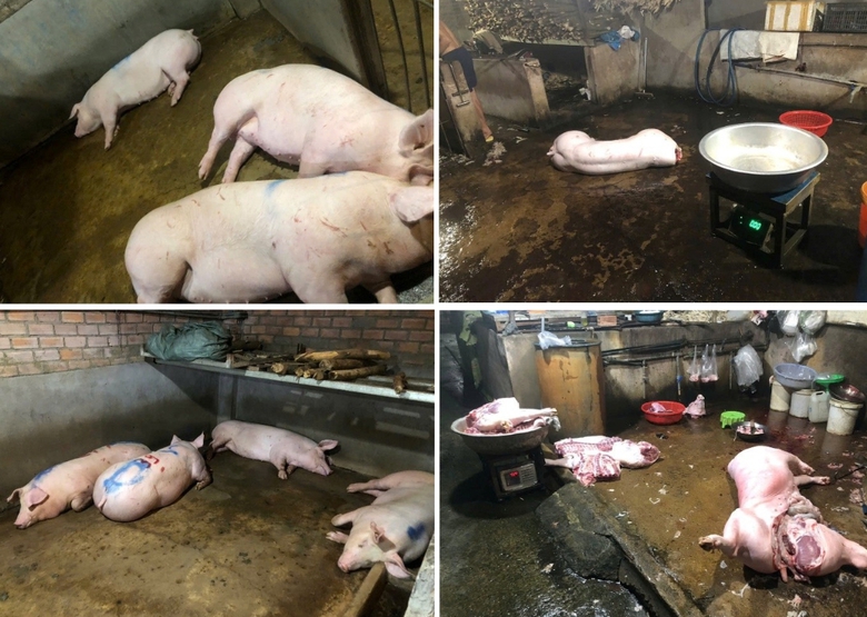 Đồng Nai: Triệt ph&aacute; 3 điểm giết mổ heo &ldquo;chui&rdquo; xả thải thẳng ra suối- Ảnh 1.