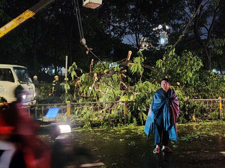 C&acirc;y me cổ thụ cao 20m bật gốc, đ&egrave; sập nh&agrave; giữ xe ở TP.HCM- Ảnh 1.