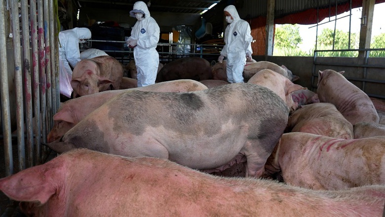 Khởi tố chủ cơ sở gom heo bệnh chở đi nơi kh&aacute;c ti&ecirc;u thụ- Ảnh 1.