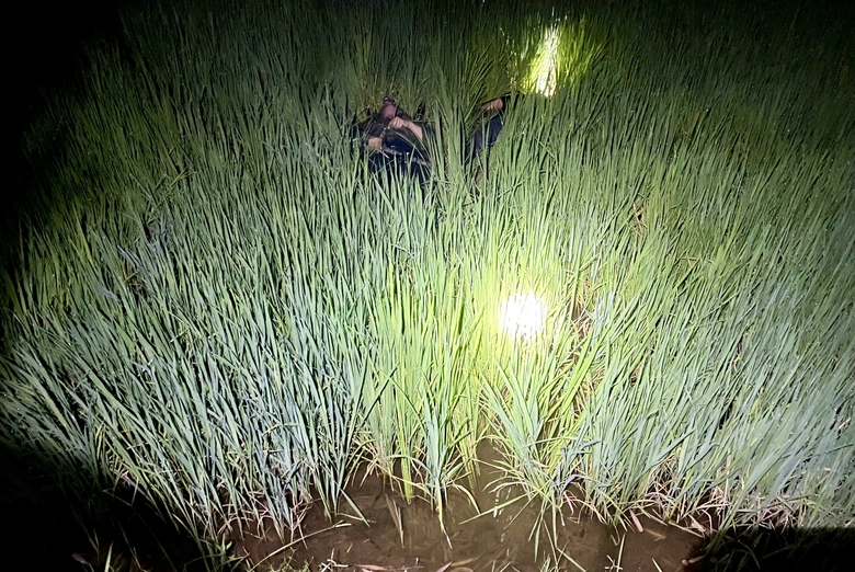 Gia Lai: Hai người tử vong nghi do điện bẫy chuột tr&ecirc;n ruộng l&uacute;a- Ảnh 1.