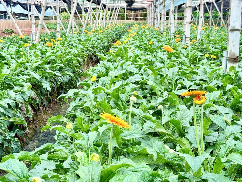 Đan Phượng: Từ điển hình nông thôn mới đến khát vọng đô thị văn minh- Ảnh 2. Đan Phượng: Từ điển hình nông thôn mới đến khát vọng đô thị văn minh- Ảnh 2.