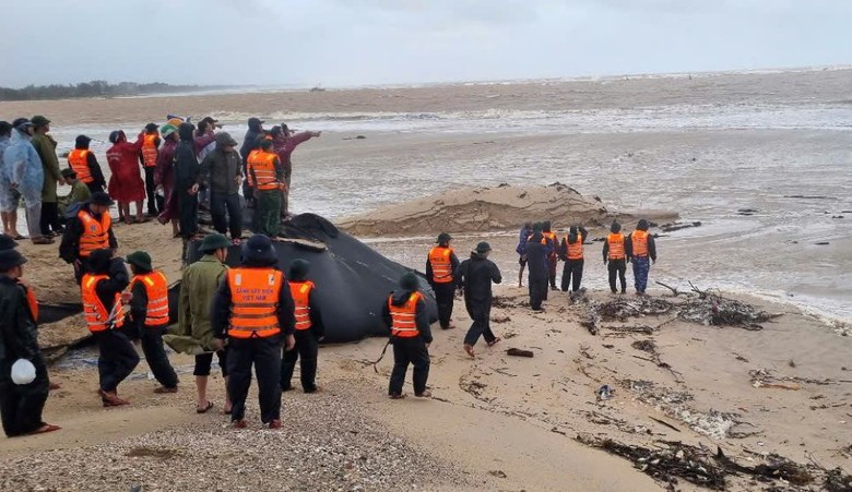 Cứu 8 thuyền vi&ecirc;n t&agrave;u c&aacute; gặp nạn ở Quảng Trị, tiếp tục t&igrave;m kiếm 3 người- Ảnh 2.