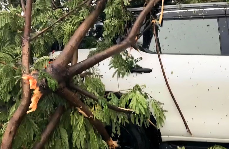 Chiếc &ocirc; t&ocirc; 7 chỗ bị c&acirc;y xanh đ&egrave; tr&ecirc;n đường phố Đ&agrave; Nẵng.