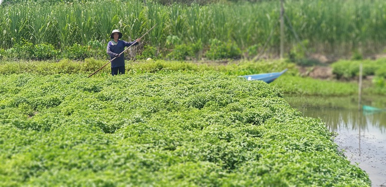 Tr&agrave; Dr Thanh - 17 năm kiến tạo chuẩn 3 Kh&ocirc;ng, đưa thảo mộc Việt chinh phục thế giới- Ảnh 1.