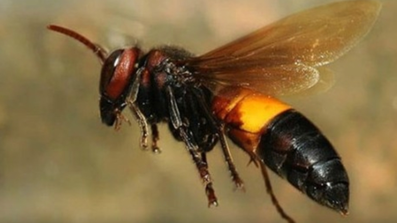 C&agrave; Mau: Hai mẹ con bị ong v&ograve; vẽ đốt, người mẹ tử vong thương t&acirc;m- Ảnh 1.