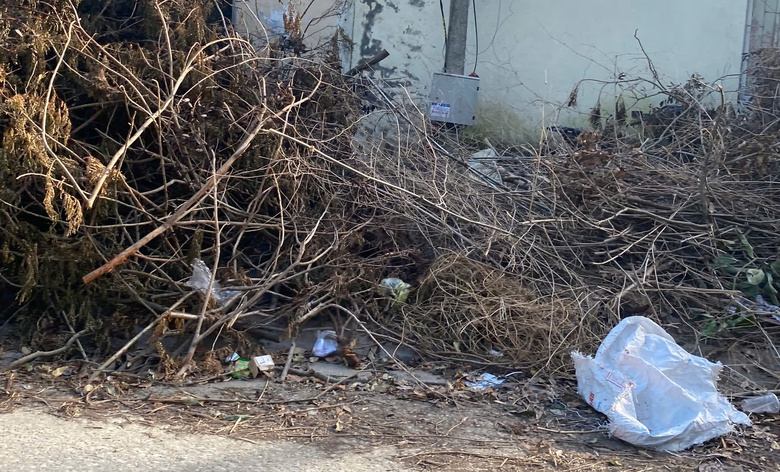 Nghệ An: Hơn 10 ng&agrave;y sau b&atilde;o số 5, c&acirc;y xanh g&atilde;y đổ vẫn ngổn ngang đường phố Vinh- Ảnh 4.