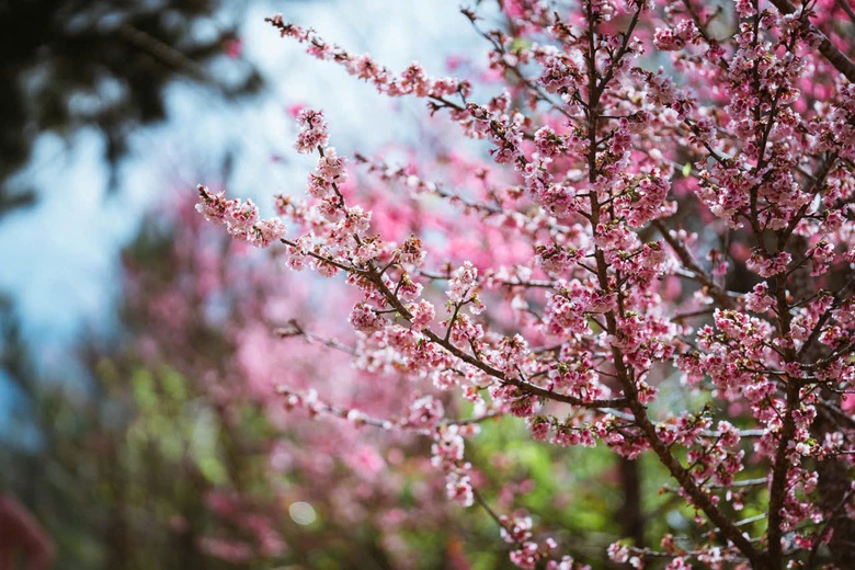 Đến Măng Đen ngắm hoa anh đào đón năm mới- Ảnh 3. Đến Măng Đen ngắm hoa anh đào đón năm mới- Ảnh 3.