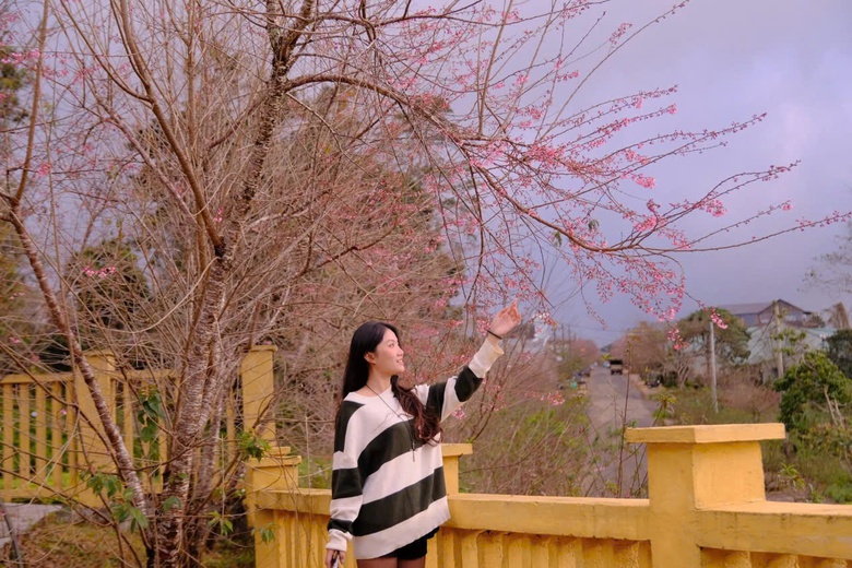 Đến Măng Đen ngắm hoa anh đào đón năm mới- Ảnh 8. Đến Măng Đen ngắm hoa anh đào đón năm mới- Ảnh 8.