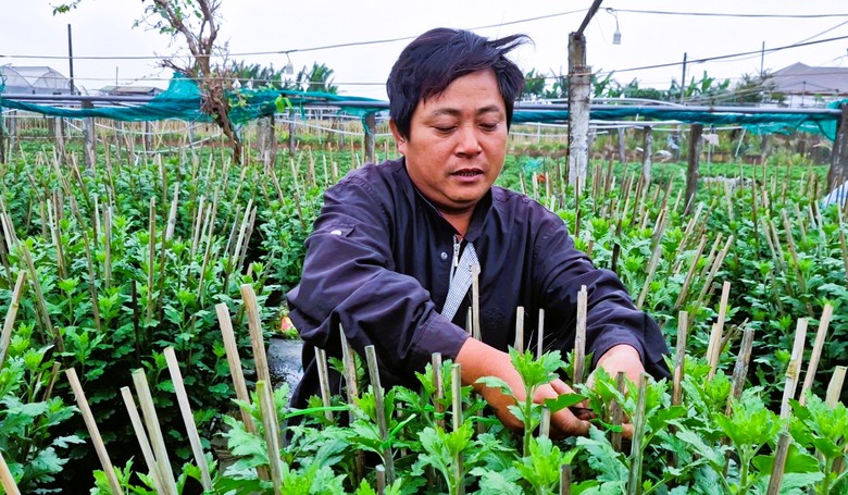 L&agrave;ng hoa Tết nức tiếng ở Quảng Trị tất bật v&agrave;o vụ- Ảnh 4.