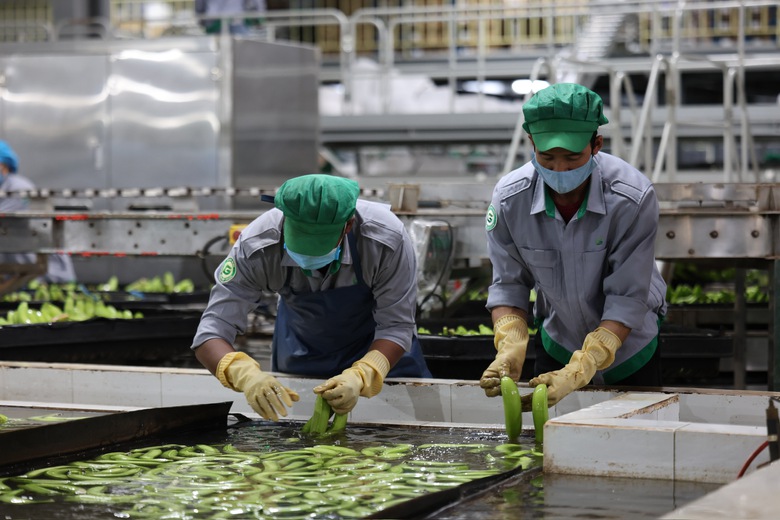 Khi nhà sản xuất ô tô Thaco làm nông nghiệp- Ảnh 4. Khi nhà sản xuất ô tô Thaco làm nông nghiệp- Ảnh 4.