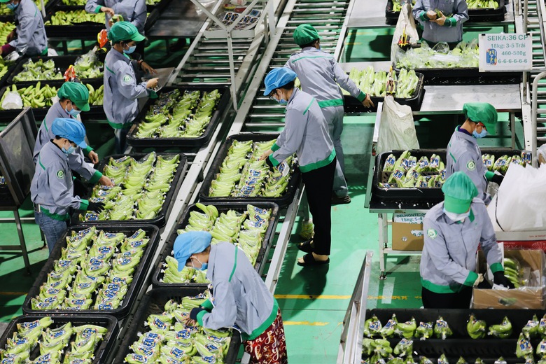 Khi nhà sản xuất ô tô Thaco làm nông nghiệp- Ảnh 3. Khi nhà sản xuất ô tô Thaco làm nông nghiệp- Ảnh 3.