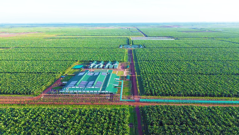 Khi nhà sản xuất ô tô Thaco làm nông nghiệp- Ảnh 2. Khi nhà sản xuất ô tô Thaco làm nông nghiệp- Ảnh 2.