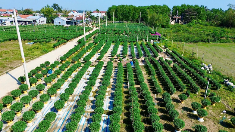 Huế: L&agrave;ng hoa Tết "hồi sinh" sau lũ lịch sử- Ảnh 7.