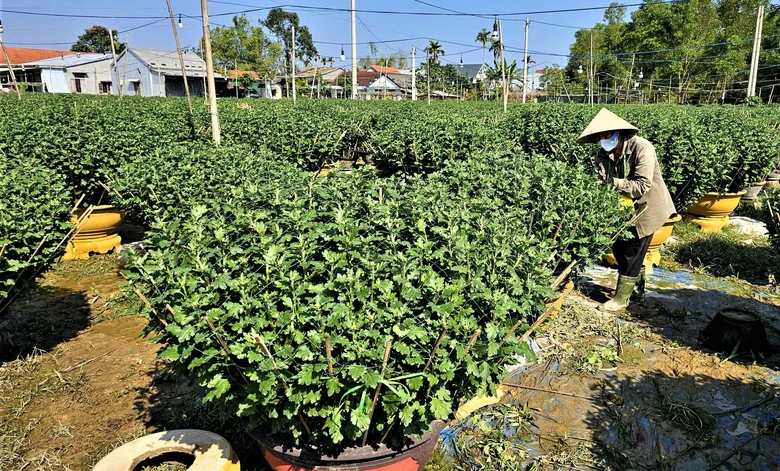 Huế: L&agrave;ng hoa Tết "hồi sinh" sau lũ lịch sử- Ảnh 10.