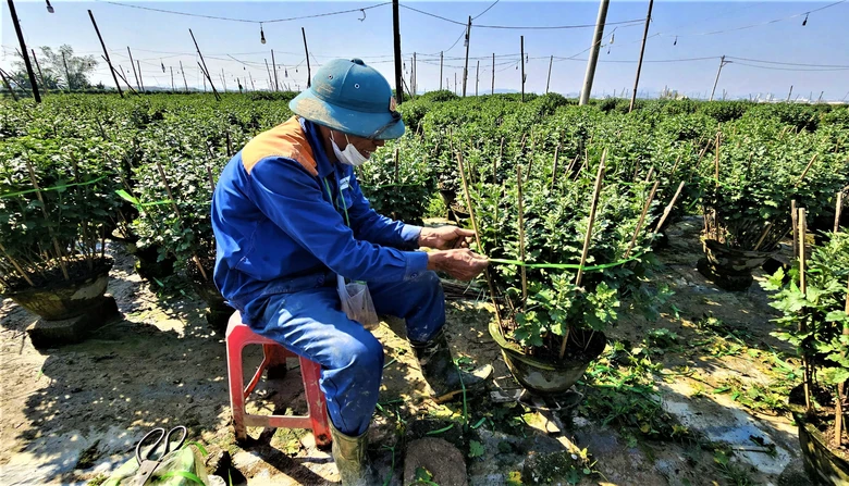 Huế: L&agrave;ng hoa Tết "hồi sinh" sau lũ lịch sử- Ảnh 5.