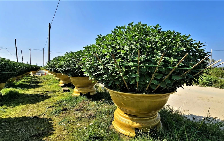 Huế: L&agrave;ng hoa Tết "hồi sinh" sau lũ lịch sử- Ảnh 13.