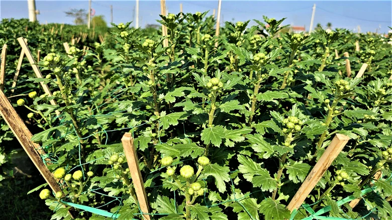 Huế: L&agrave;ng hoa Tết "hồi sinh" sau lũ lịch sử- Ảnh 9.