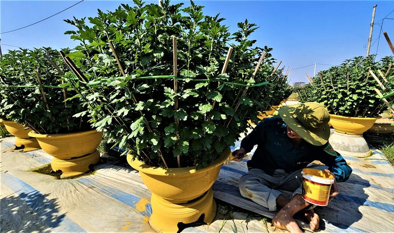 Huế: L&agrave;ng hoa Tết "hồi sinh" sau lũ lịch sử- Ảnh 14.