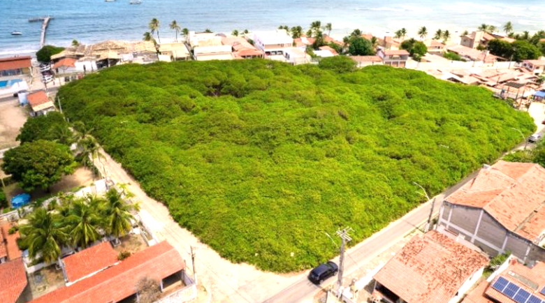 C&acirc;y đại thụ ở Brazil nh&igrave;n tựa cả c&aacute;nh rừng, mang đến nguồn sống cho cả một v&ugrave;ng- Ảnh 1.