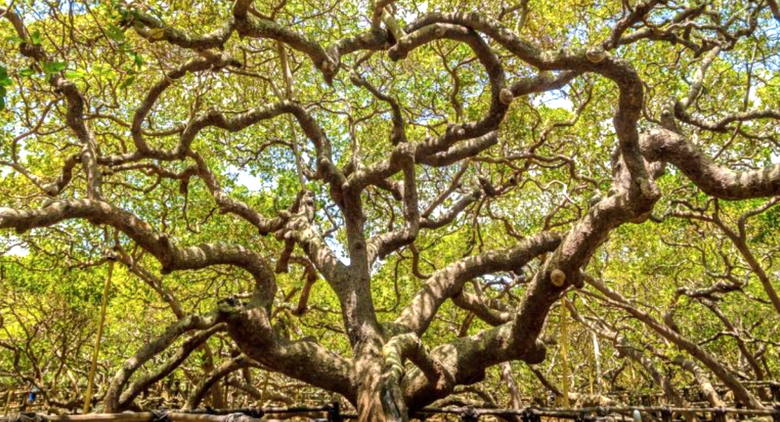 C&acirc;y đại thụ ở Brazil nh&igrave;n tựa cả c&aacute;nh rừng, mang đến nguồn sống cho cả một v&ugrave;ng- Ảnh 2.