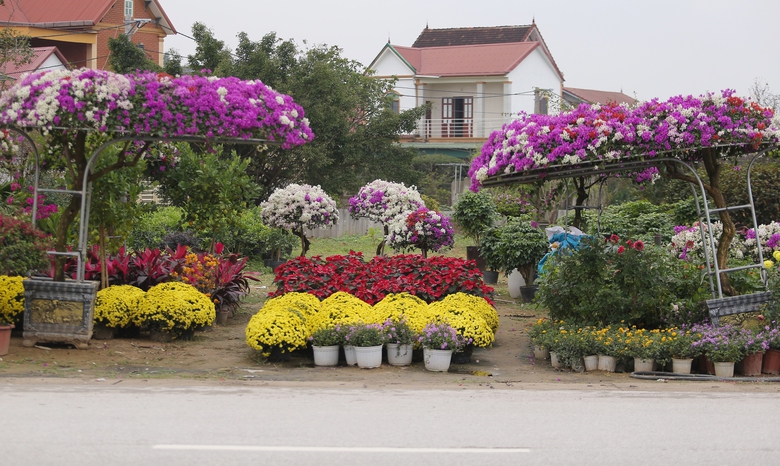 Nghệ An: Hoa v&agrave; c&acirc;y cảnh Tết tấp nập xuống phố- Ảnh 1.