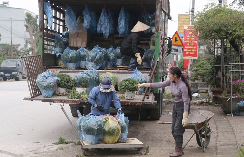 Nghệ An: Hoa v&agrave; c&acirc;y cảnh Tết tấp nập xuống phố- Ảnh 3.