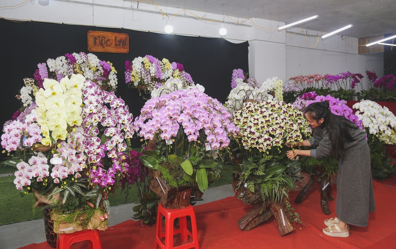 Nghệ An: Hoa v&agrave; c&acirc;y cảnh Tết tấp nập xuống phố- Ảnh 7.
