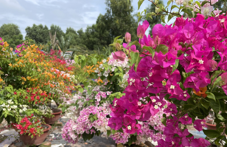 Cận tết B&iacute;nh Ngọ 2026, nh&agrave; vườn Đồng Nai tất bật v&agrave;o vụ hoa cao điểm- Ảnh 2.