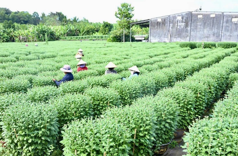 Cận tết B&iacute;nh Ngọ 2026, nh&agrave; vườn Đồng Nai tất bật v&agrave;o vụ hoa cao điểm- Ảnh 3.