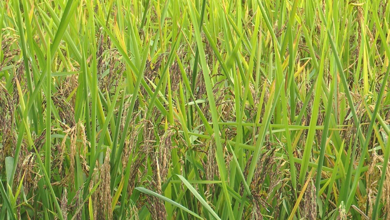 C&agrave; Mau: Giao th&ocirc;ng thuận lợi, n&ocirc;ng d&acirc;n thu hoạch l&uacute;a phấn khởi- Ảnh 3.