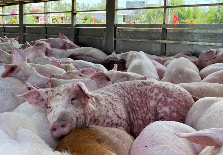 Chuyên gia cảnh báo độc tố có thể tồn tại trong thịt hộp chế biến từ lợn nhiễm bệnh- Ảnh 1. Chuyên gia cảnh báo độc tố có thể tồn tại trong thịt hộp chế biến từ lợn nhiễm bệnh- Ảnh 1.