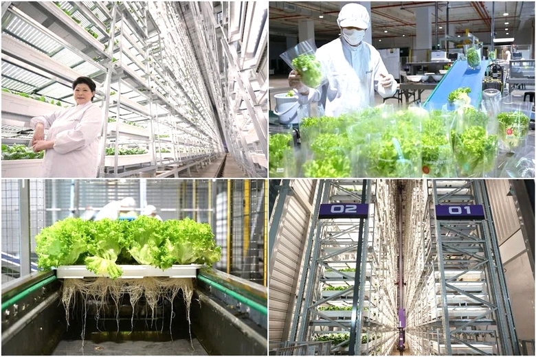 Singapore kh&aacute;nh th&agrave;nh trang trại thẳng đứng trong nh&agrave; cao nhất thế giới- Ảnh 1.