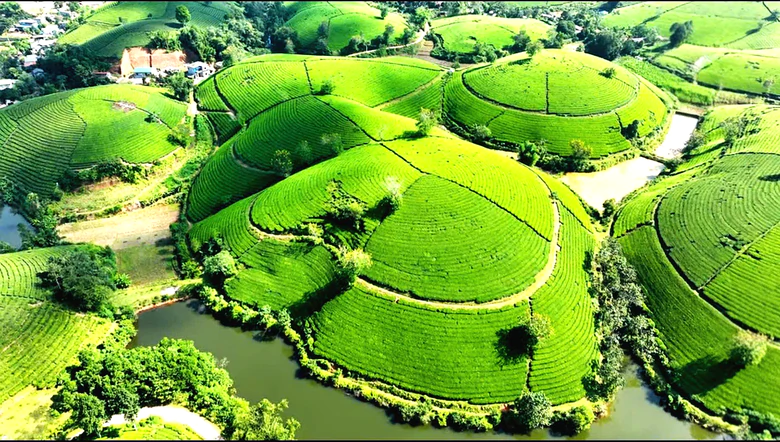 “Tri thức trồng và chế biến chè Thái Nguyên” trở thành Di sản văn hóa phi vật thể quốc gia- Ảnh 1.