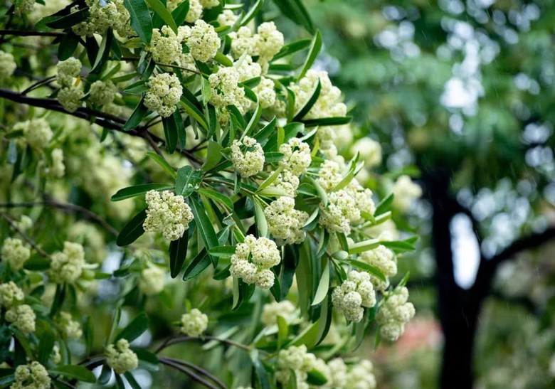 Hà Nội rà soát, điều chỉnh mật độ cây hoa sữa trên các tuyến phố- Ảnh 1.