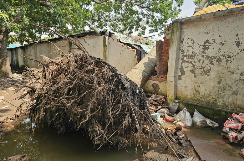 TP.HCM tăng kiểm tra cây xanh sau 3 vụ bật gốc, ngã đổ- Ảnh 2.
