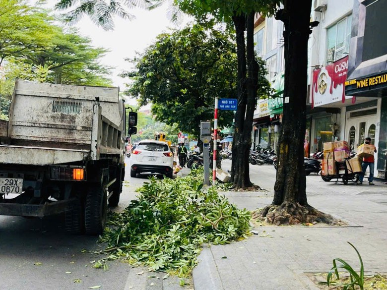 Hà Nội đồng loạt cắt tỉa 992 cây hoa sữa trên 13 tuyến phố - Ảnh 8.