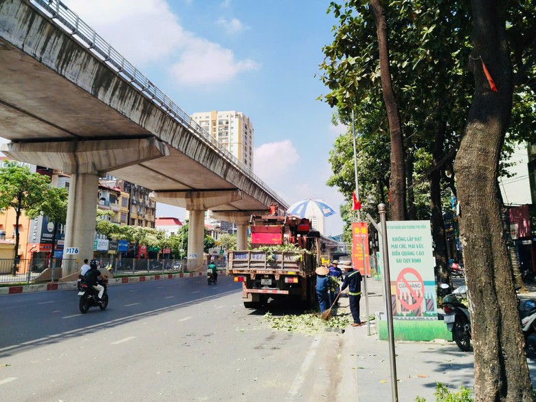 Hà Nội đồng loạt cắt tỉa 992 cây hoa sữa trên 13 tuyến phố - Ảnh 1.