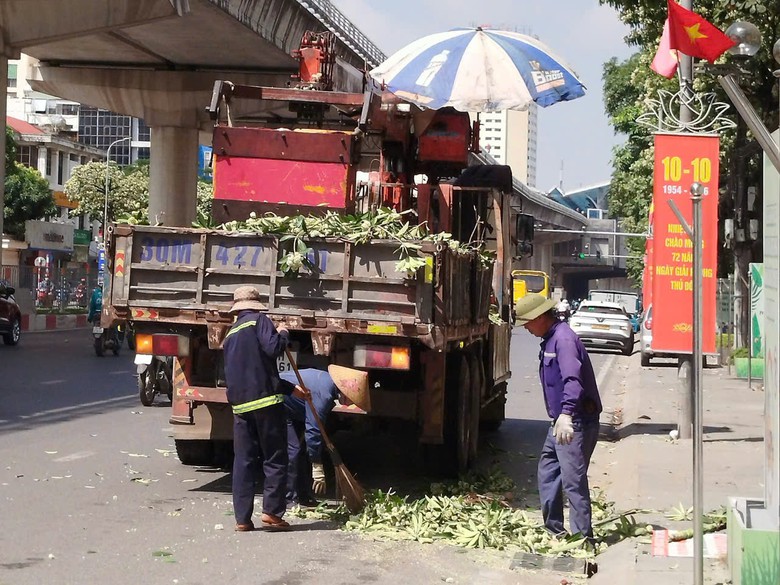 Hà Nội đồng loạt cắt tỉa 992 cây hoa sữa trên 13 tuyến phố - Ảnh 3.