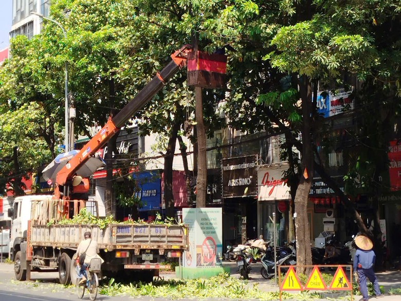 Hà Nội đồng loạt cắt tỉa 992 cây hoa sữa trên 13 tuyến phố - Ảnh 2.