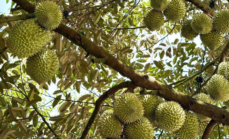 Đồng Nai chốt đơn giá bồi thường cây trồng khi thu hồi đất, mức tính thế nào? - Ảnh 2.