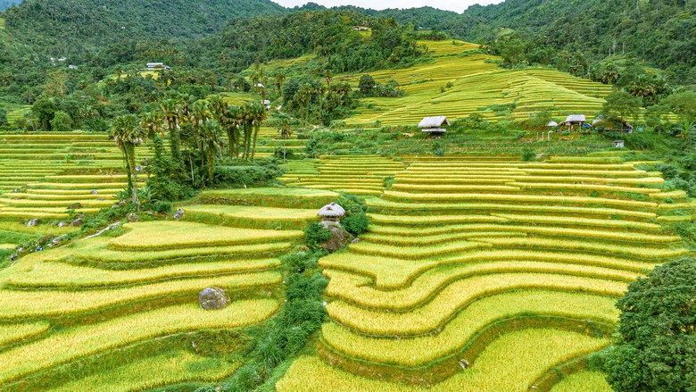 Rực rỡ sắc vàng giữa vùng sơn cước Tuyên Quang- Ảnh 3.