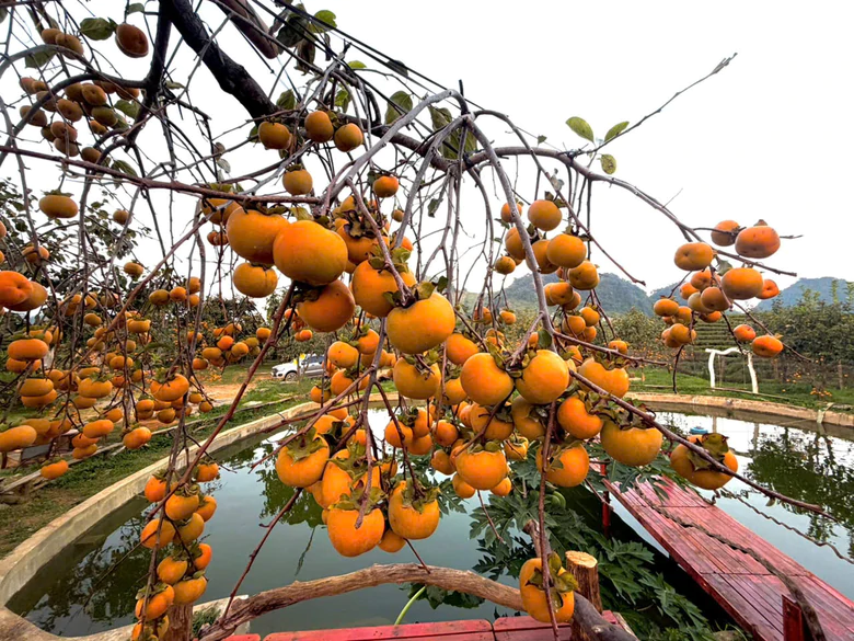 Du khách mê mẩn ở vườn hồng trĩu quả trên cao nguyên Mộc Châu - Ảnh 16.