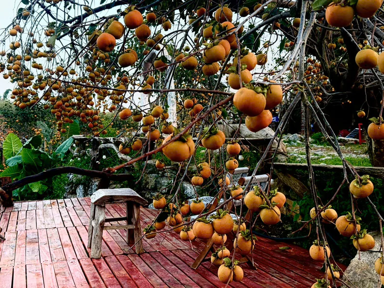 Du khách mê mẩn ở vườn hồng trĩu quả trên cao nguyên Mộc Châu - Ảnh 18.